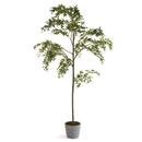 Online Designer Living Room Celeste French Country Green Potted Maple Tree