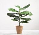 Online Designer Kitchen Faux Potted Fiddle Leaf Houseplant