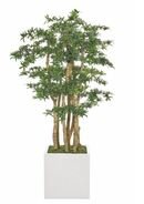 Online Designer Living Room Podocarpus