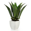 Online Designer Living Room Agave Bush With Square Pot